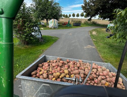 Erfolgsrezepte vom Acker: Was Unternehmer von der Kartoffelernte lernen können