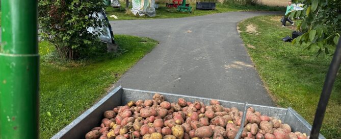 Bild von der Kartoffelernte in einem Behälter